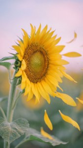 Falling Sunflower Petals