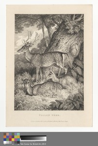 Fallow Deer