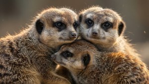 Family Cuddle