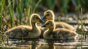 Family Marsh Goose