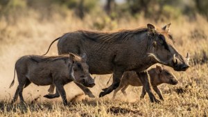 Family Trotting
