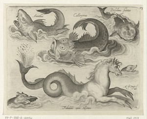 Fantastische waterdieren, onder andere zeepaard