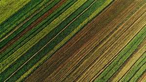 Farm Stripes From Above