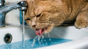 Faucet Drink Cymric