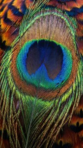 Feather Abstract