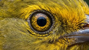 Feather and Eye