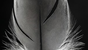 Feather Detail