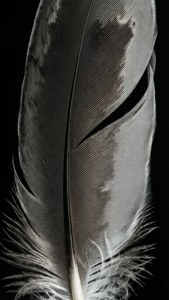 Feather Detail Monochrome