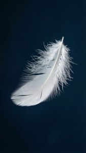 Feather Drift