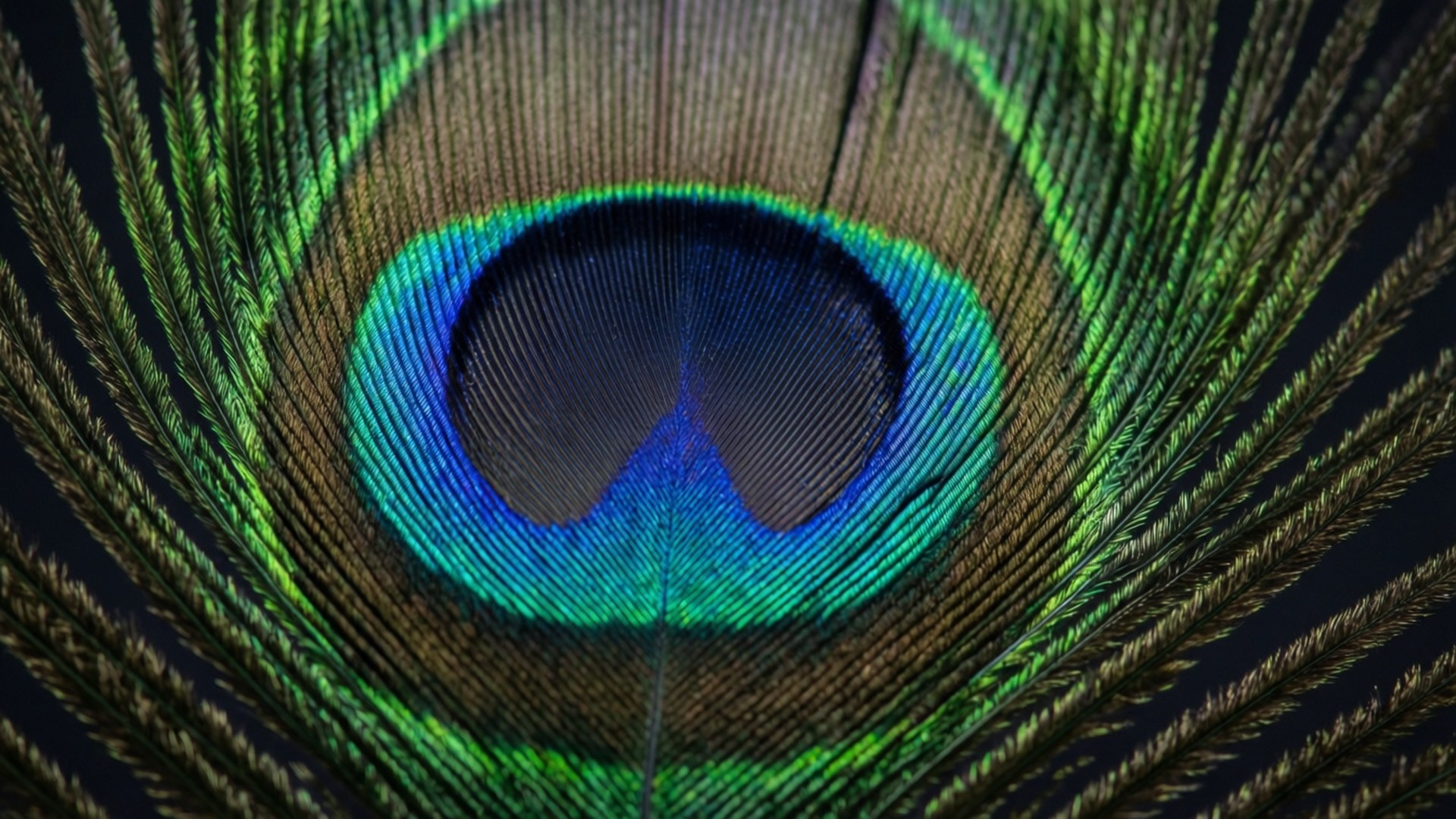 Feather Eye by Wallpapers.art Studio