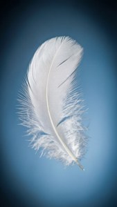 Feather of Heaven