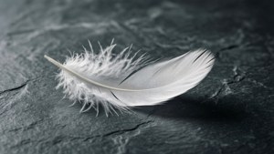 Feather on Slate