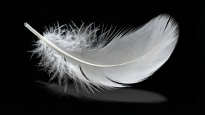 Feather Shadow
