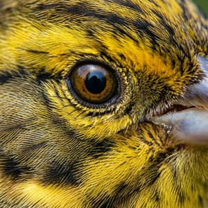 Feathered Detail
