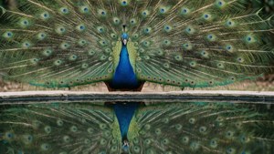 Feathered Narcissus