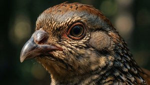 Feathered Portrait