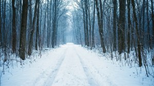 February Forest Path