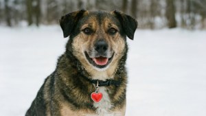 February Pet Love