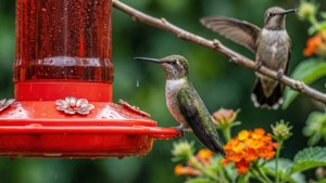 Feeder Visitors
