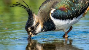 Feeding in the Wetlands