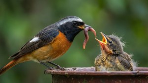 Feeding Redstart with Worm