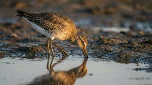 Feeding Whimbrel