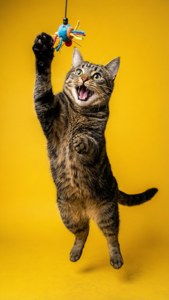 Feline Frenzy