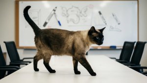 Feline Presenter