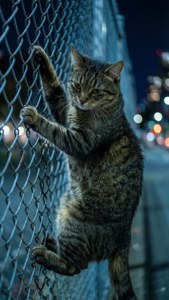 Fence Climber