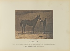 Fenella