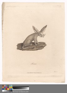 Fennec