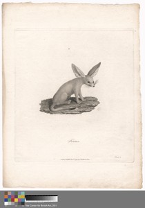Fennec