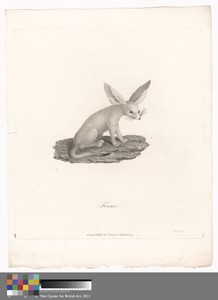 Fennec