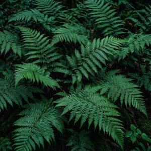 Fern Foliage Pattern