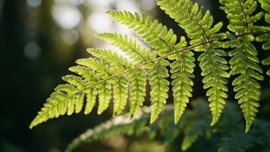 Fern Leaf Backlit