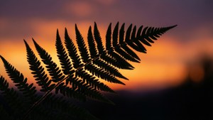 Fern Sunset Silhouette