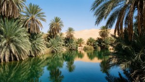 Fezzan Oasis Dream