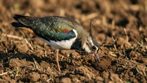 Field Forager