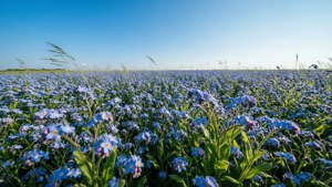 Field of Blue Forget-Me-Nots