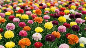 Field of Equal Blooms