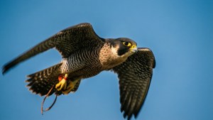 Fierce Peregrine Dive