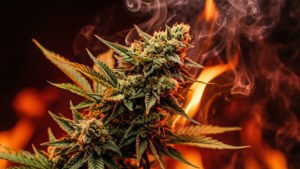 Fiery Bud Inferno