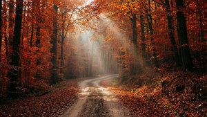 Fiery Forest Path