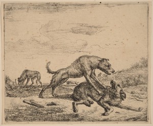 Fighting Dogs