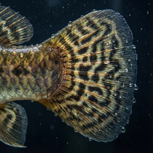 Fin Detail