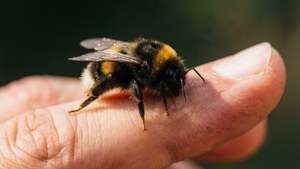 Finger Perch Bumblebee