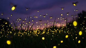 Fireflies and Grass Silhouettes