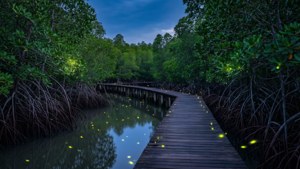 Fireflies of Kuala Selangor