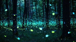 Firefly Forest Magic
