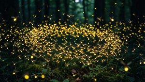 Firefly Magic Swarm